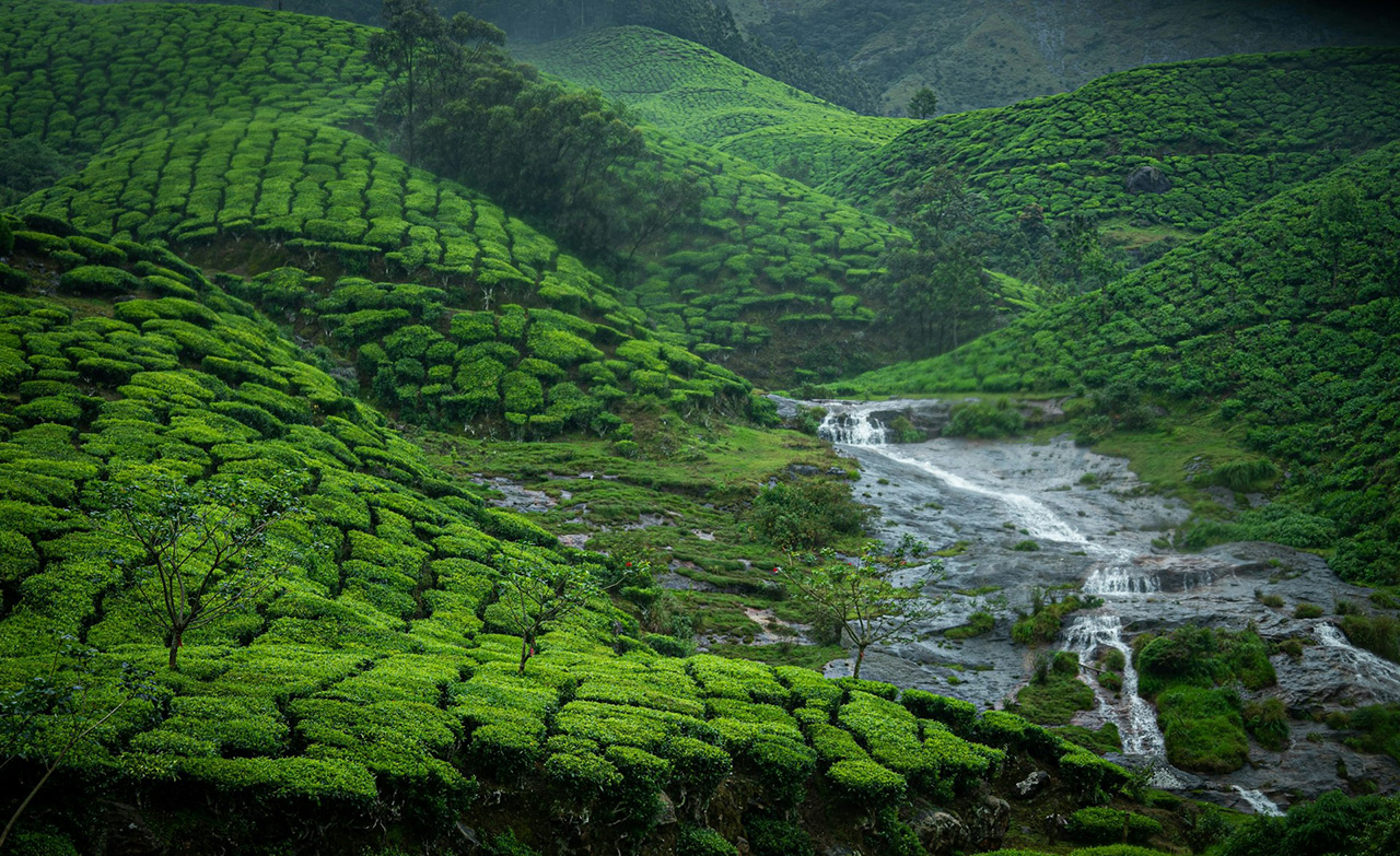 Facts-About-Indian-Monsoons-Tea's-Secret-Ingredient