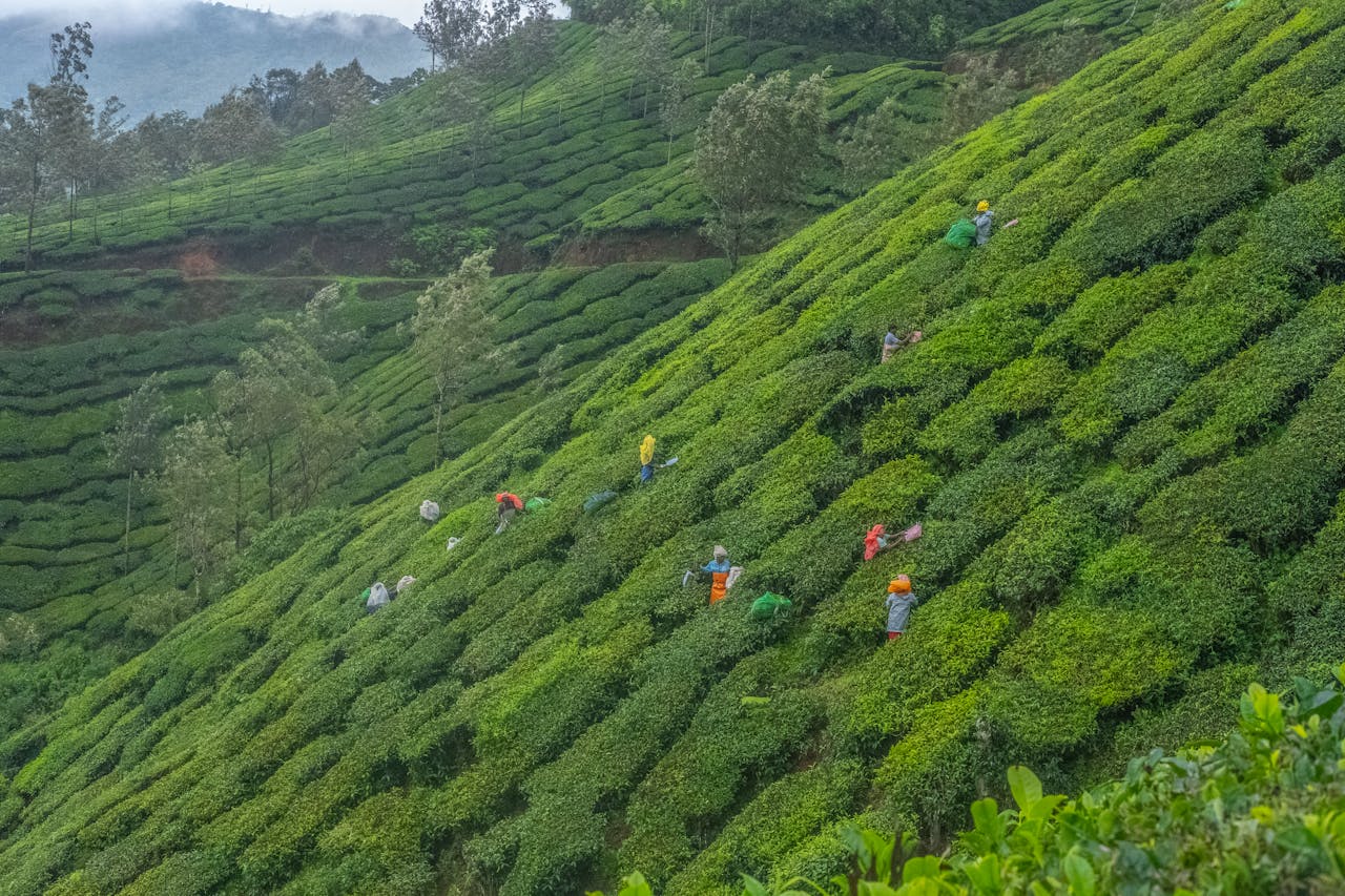 Places To Visit in Kerala for Weekend Getaways-Munnar