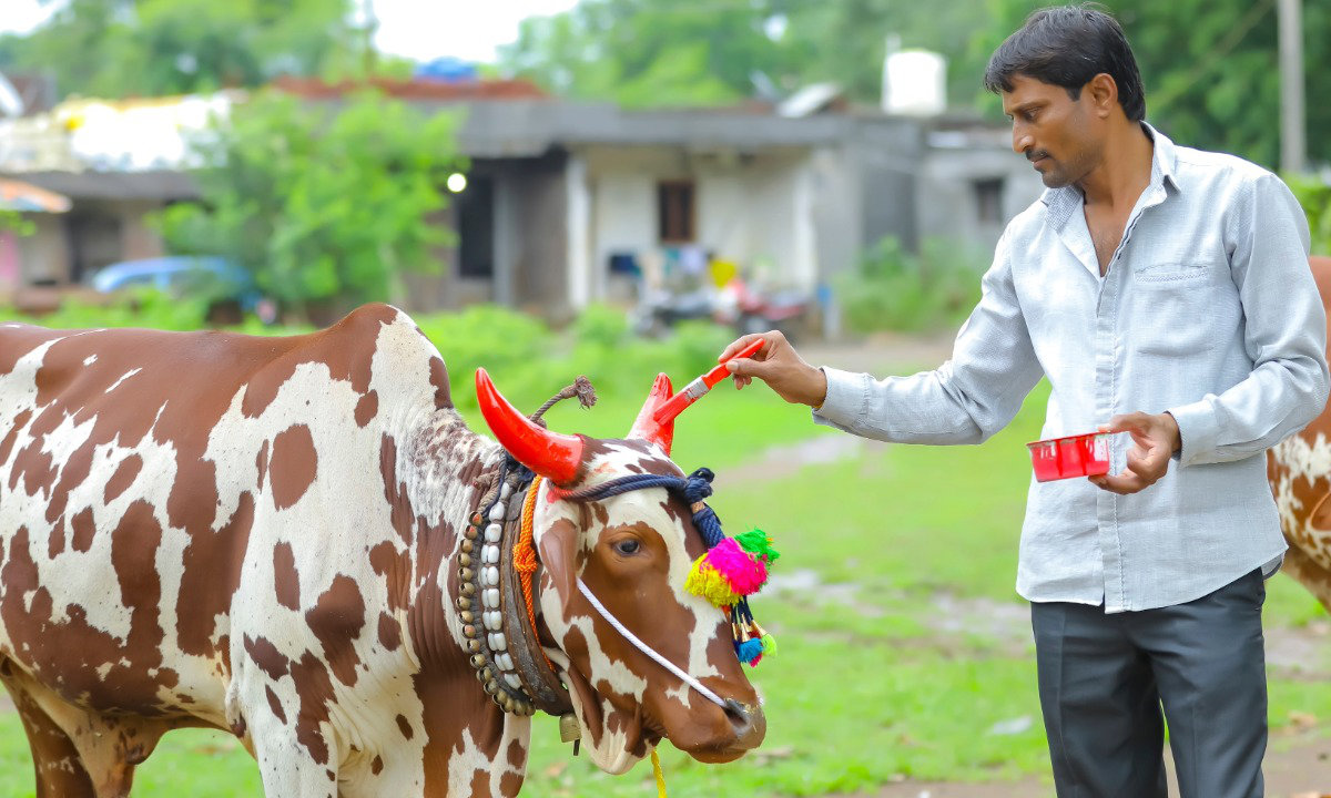 Why bulls coloured during Bail Pola