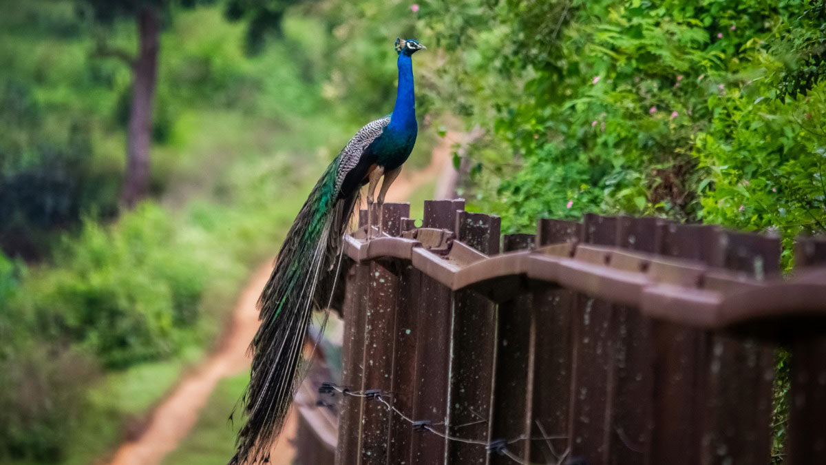 Kabini Resorts Luxury Jungle Stays for a Peaceful Wildlife Escape-01