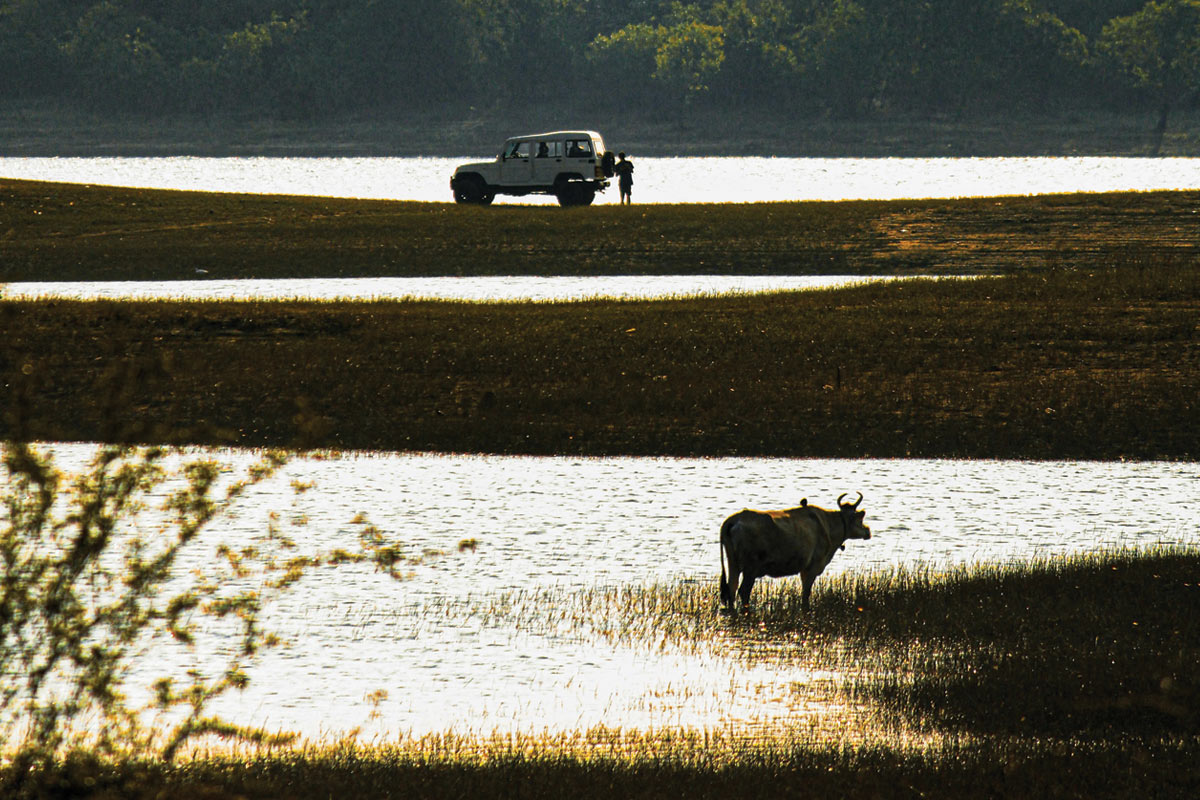 Wildlife Safaris and Nature Encounters in Kabini