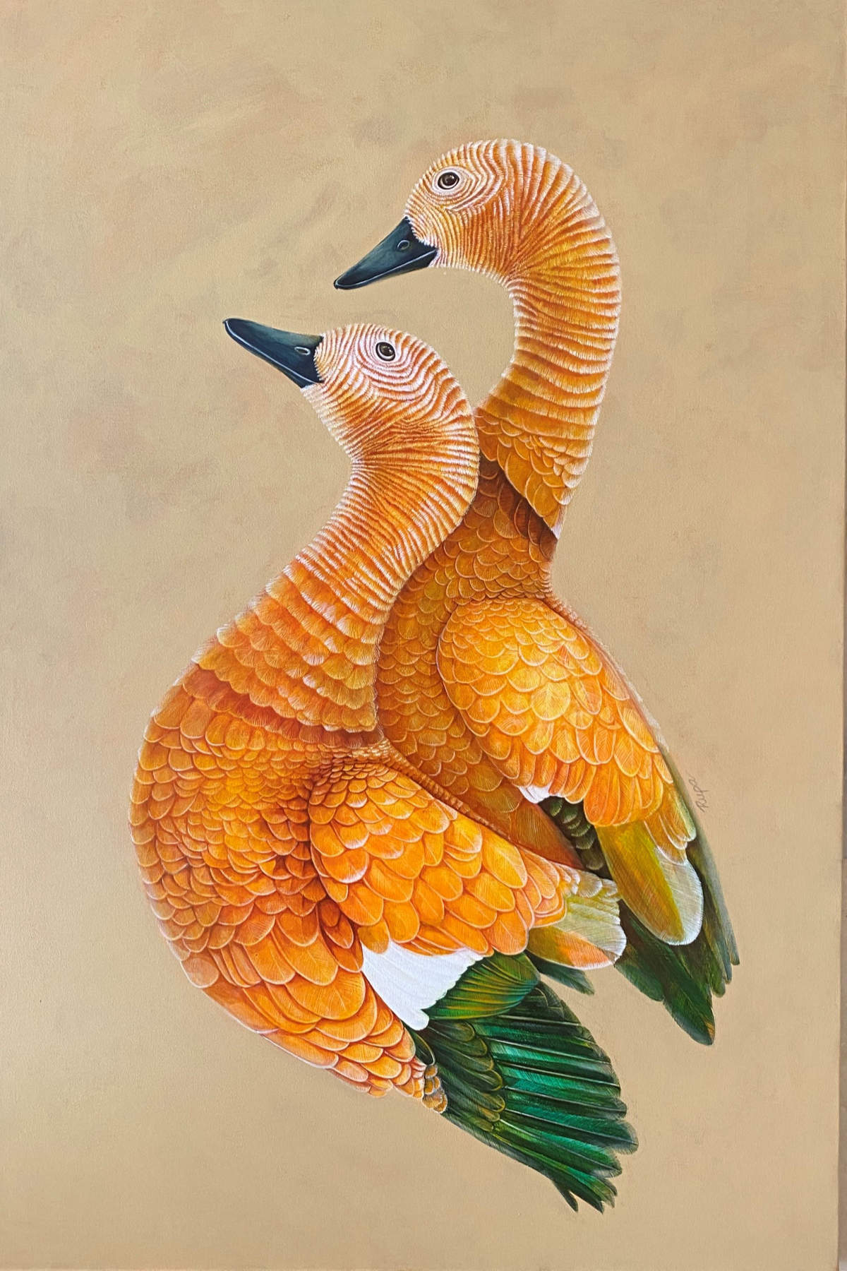 Brahminy Duck