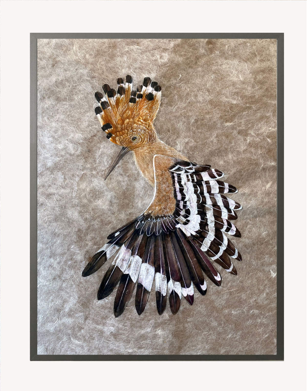 Common Hoopoe