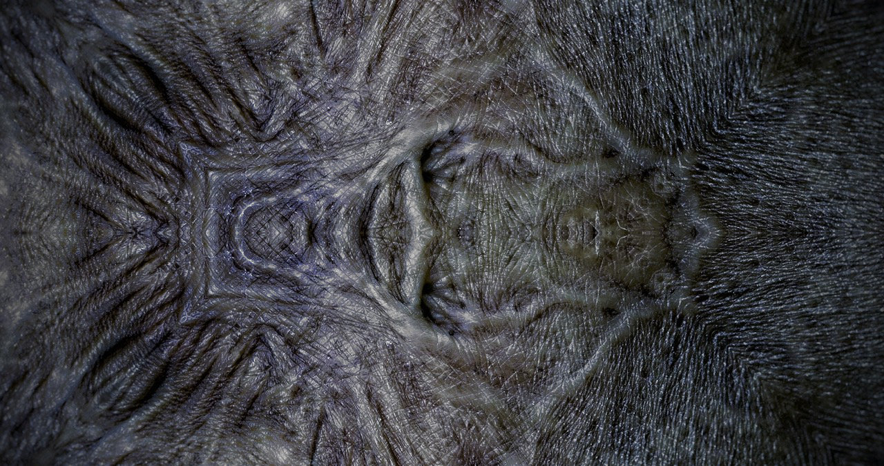 Skin, Mirrored I