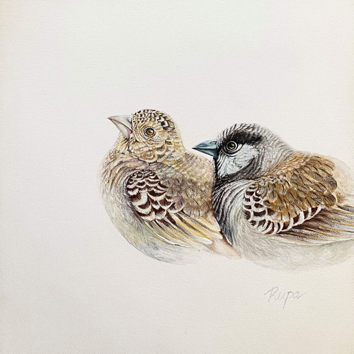 ashy crowned sparrowlark