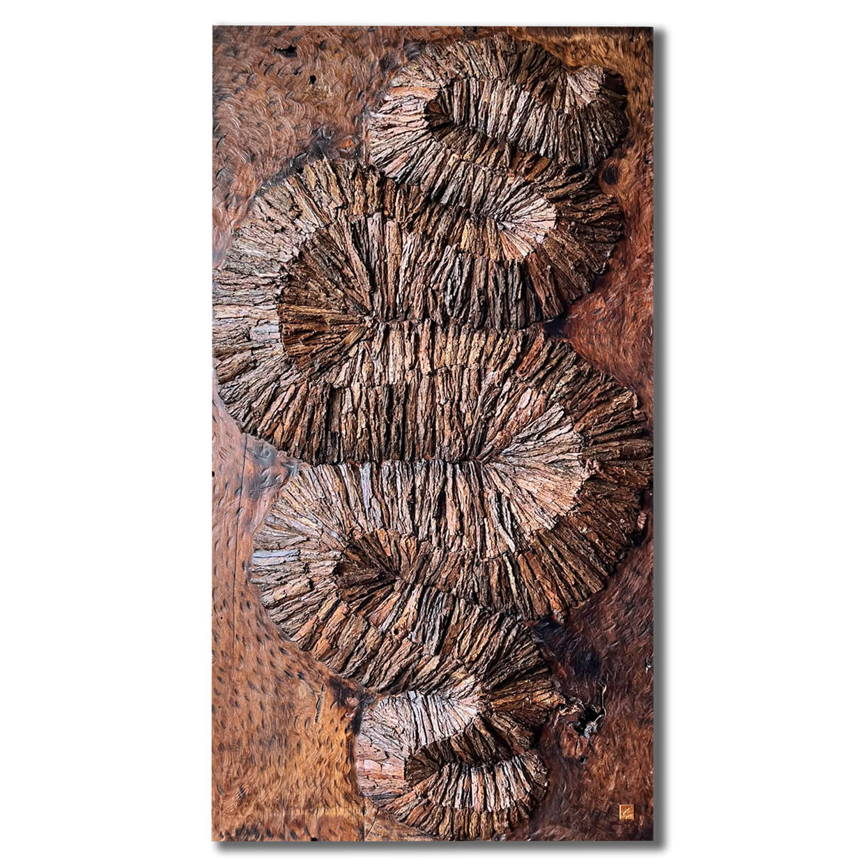 KYNKYNY-Morphology - SDY3688-Sandilya Theuerkauf - Senegalia chundra
