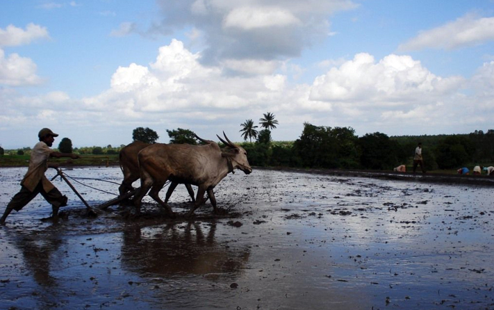 monsoon in india - Rural scene